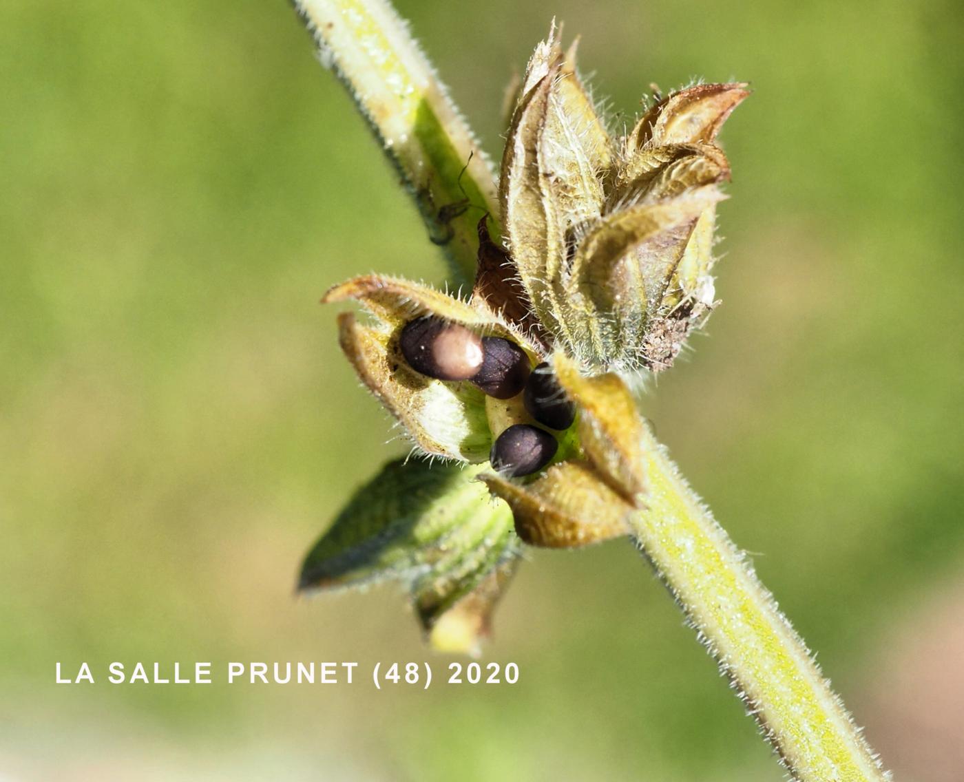 Sage, Verbena fruit